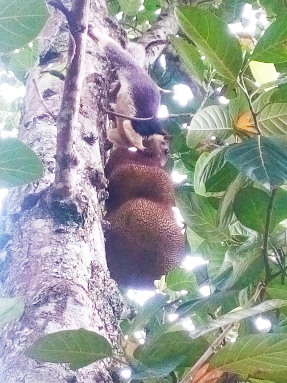 Готель Ella Walkers Nest Екстер'єр фото